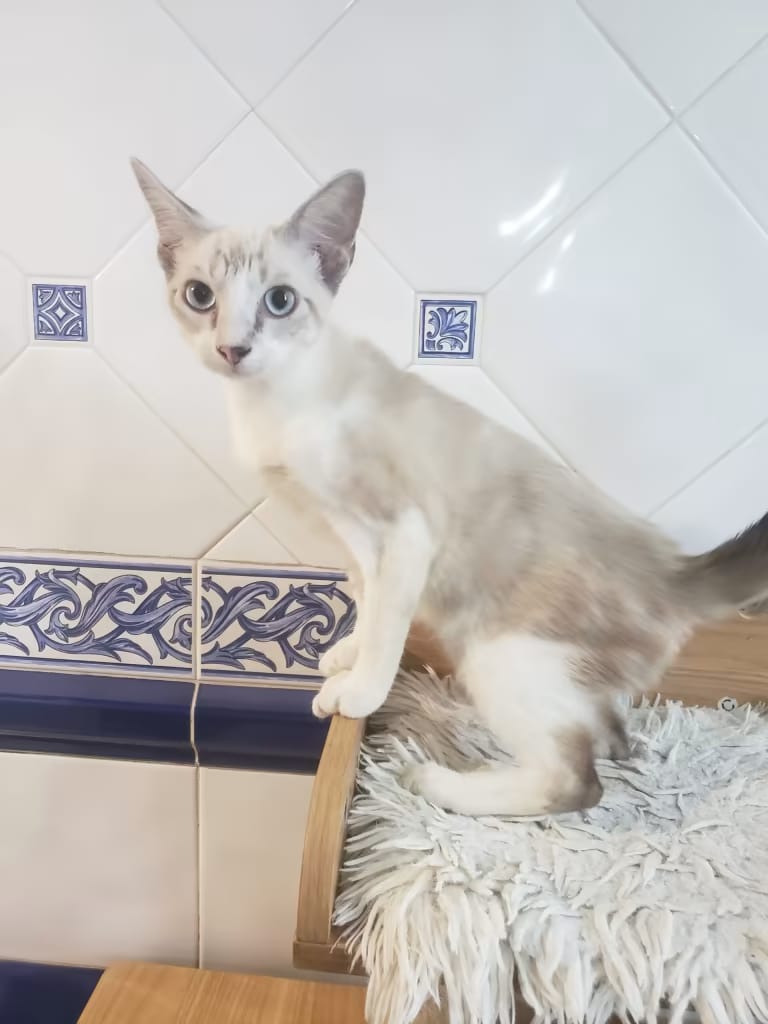 Bowie
