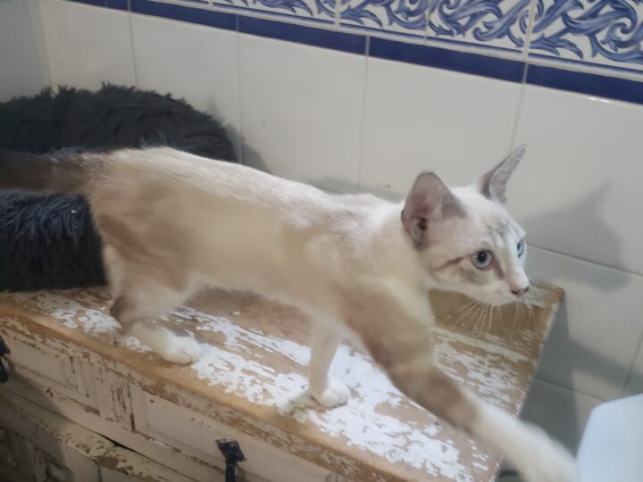 Bowie, chat à l’adoption, Caresses de Chat 94 (Saint-Maur-des-Fossés, 94)