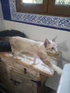 Bowie, chat adopté par Caresses de Chat 94