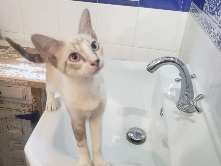 Bowie, chat à l’adoption, Caresses de Chat 94 (Saint-Maur-des-Fossés, 94)