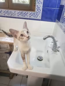 Bowie, chat adopté par Caresses de Chat 94
