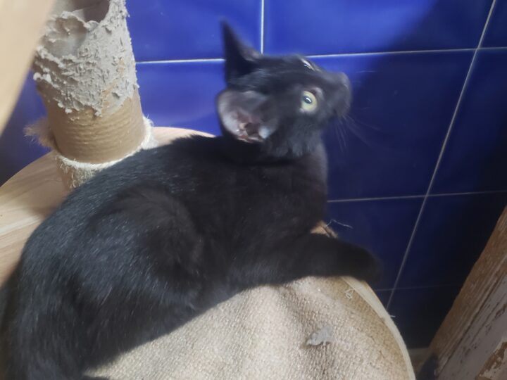 Charley, chat à l’adoption, Caresses de Chat 94 (Saint-Maur-des-Fossés, 94)