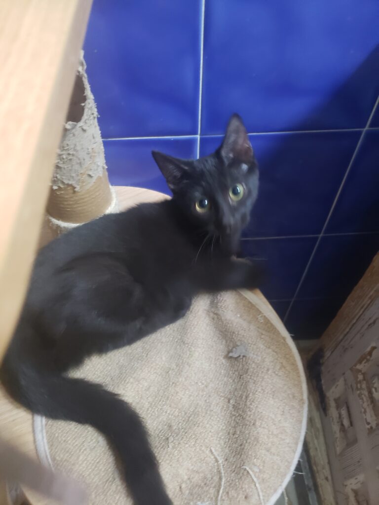 Charley, chat à l’adoption, Caresses de Chat 94 (Saint-Maur-des-Fossés, 94)