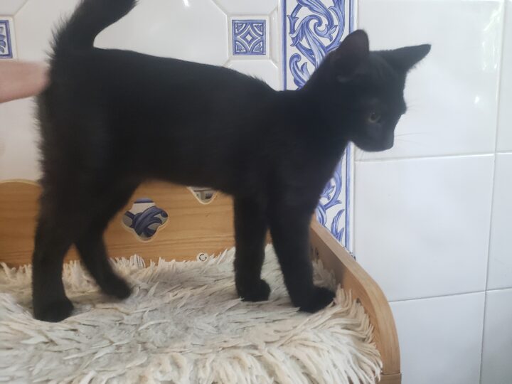 Batou, chat à l’adoption, Caresses de Chat 94 (Saint-Maur-des-Fossés, 94)