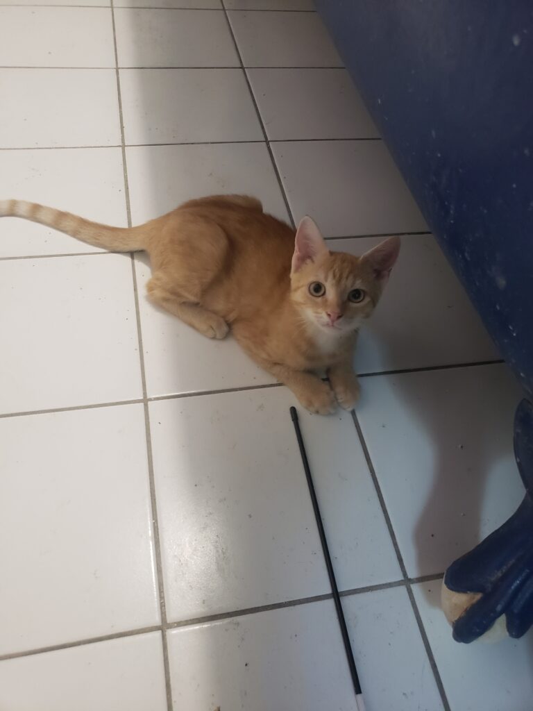 Brioche, chat à l’adoption, Caresses de Chat 94 (Saint-Maur-des-Fossés, 94)