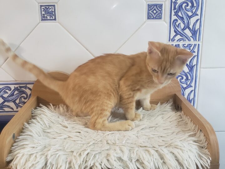 Brioche, chat à l’adoption, Caresses de Chat 94 (Saint-Maur-des-Fossés, 94)