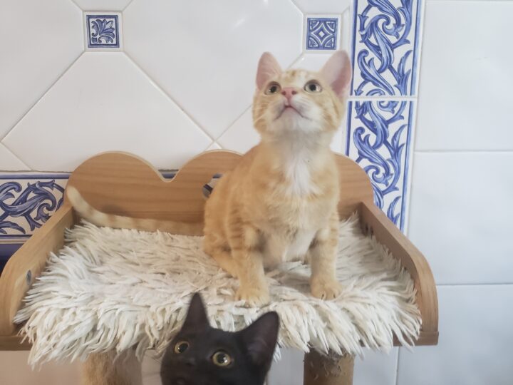 Batou, chat à l’adoption, Caresses de Chat 94 (Saint-Maur-des-Fossés, 94)