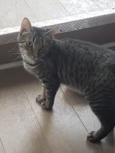 Artemis, chat adopté par Caresses de Chat 94