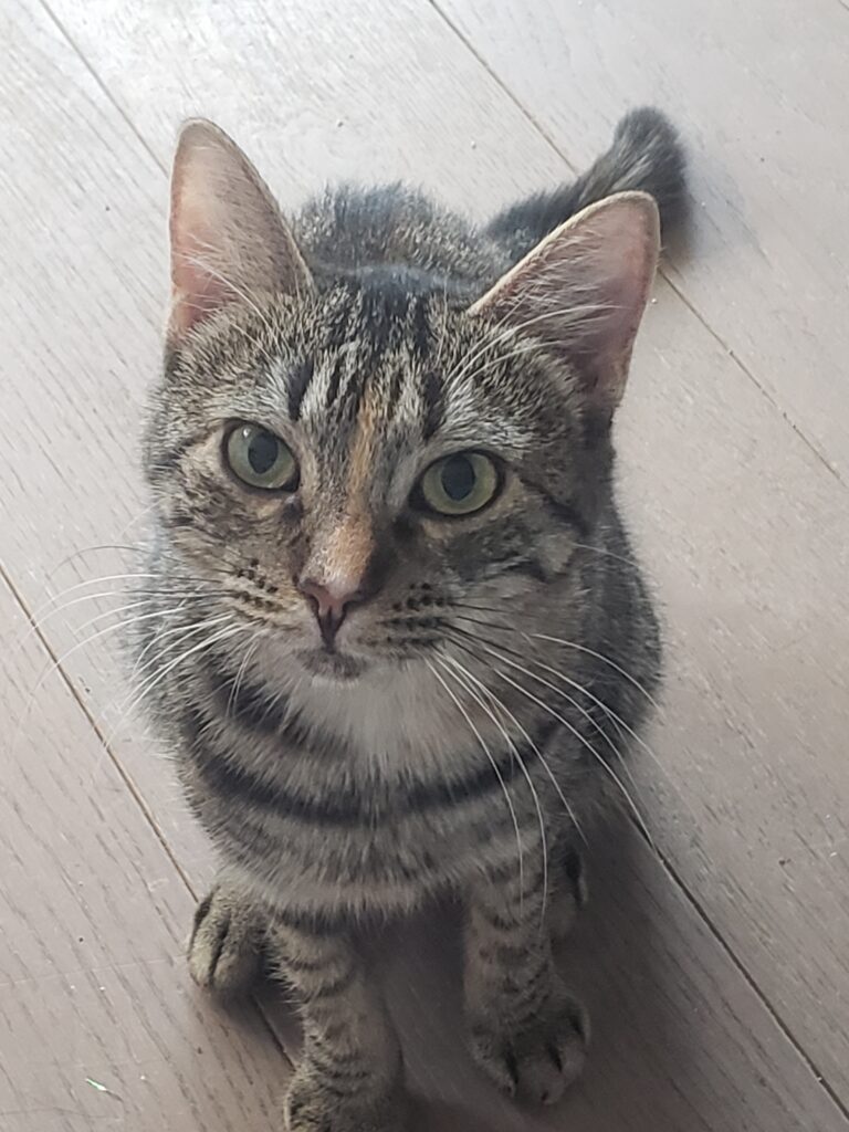 Artemis