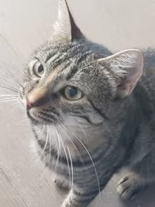 Artemis, chat adopté par Caresses de Chat 94