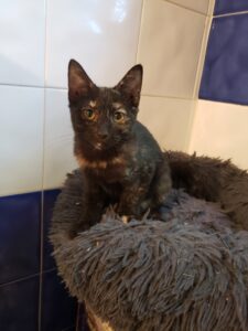 Dora, chat à l’adoption