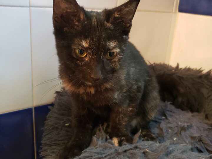 Dora, chat à l’adoption, Caresses de Chat 94 (Saint-Maur-des-Fossés, 94)