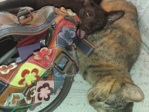 Bernice, chat adopté par Caresses de Chat 94