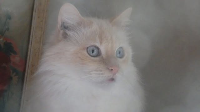 Affiche de la Fête de l’Animal en Ville — Caresses de Chat 94