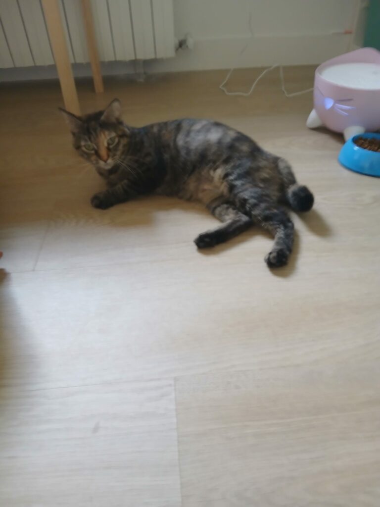 Boussole, chat adopté par Caresses de Chat 94