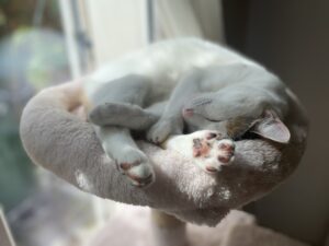 Rumba, chat adopté par Caresses de Chat 94