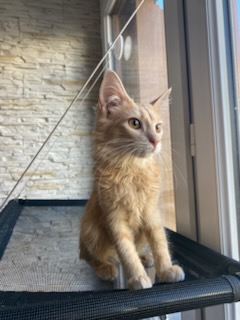 Bourbonnette, chat à l’adoption, Caresses de Chat 94 (Saint-Maur-des-Fossés, 94)