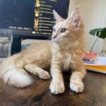 Bourbonnette, chat à l’adoption