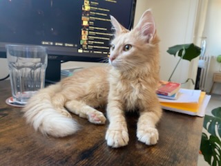 Bourbonnette, chat à l’adoption, Caresses de Chat 94 (Saint-Maur-des-Fossés, 94)