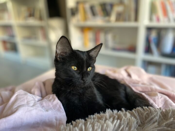 Boston, chat à l’adoption, Caresses de Chat 94 (Saint-Maur-des-Fossés, 94)