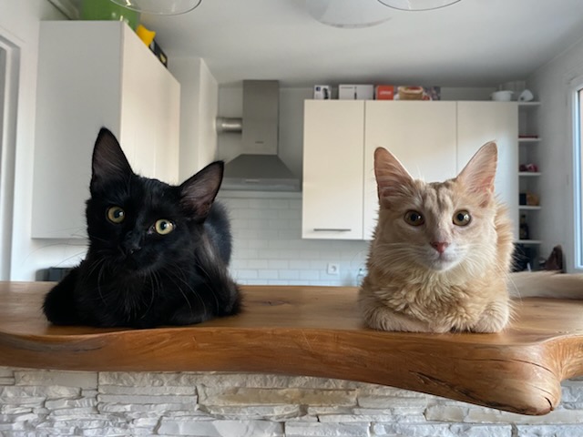 Bourbonnette, chat à l’adoption, Caresses de Chat 94 (Saint-Maur-des-Fossés, 94)