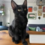Boston, chat à l’adoption