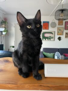 Boston, chat adopté par Caresses de Chat 94