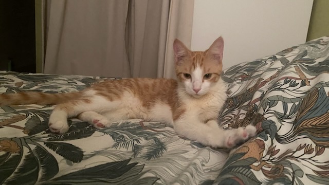 Billy, chat à l’adoption, Caresses de Chat 94 (Saint-Maur-des-Fossés, 94)