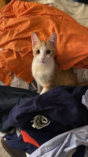Billy, chat à l’adoption, Caresses de Chat 94 (Saint-Maur-des-Fossés, 94)