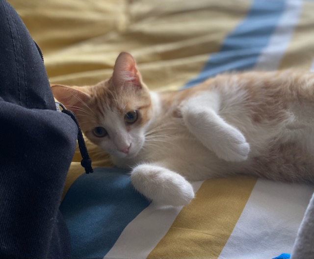 Billy, chat à l’adoption, Caresses de Chat 94 (Saint-Maur-des-Fossés, 94)