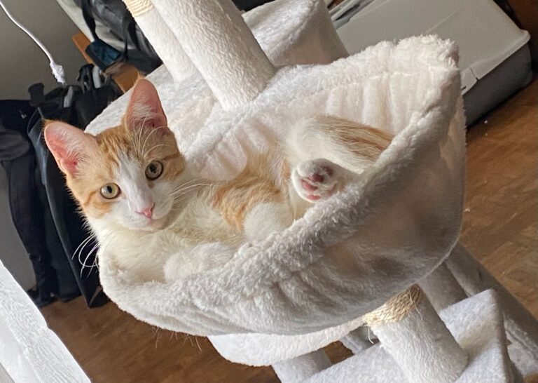 Billy, chat à l’adoption, Caresses de Chat 94 (Saint-Maur-des-Fossés, 94)