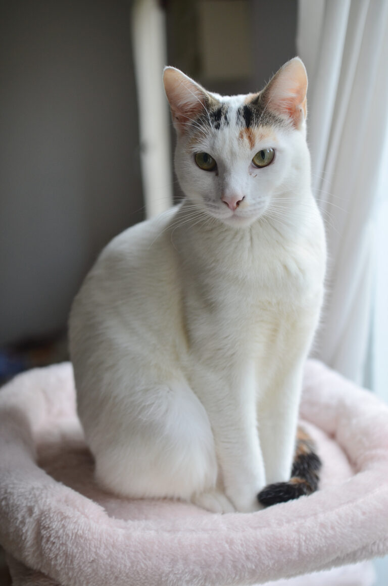Rumba, chat adopté par Caresses de Chat 94