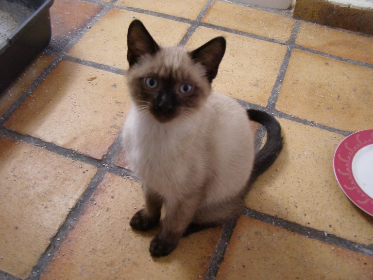 Rusty, chat adopté par Caresses de Chat 94
