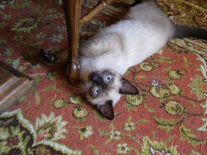 Rusty, chat adopté par Caresses de Chat 94