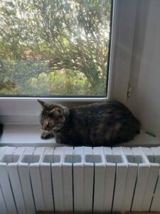 Boussole, chat adopté par Caresses de Chat 94