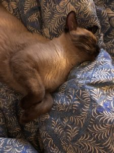 Rusty, chat adopté par Caresses de Chat 94
