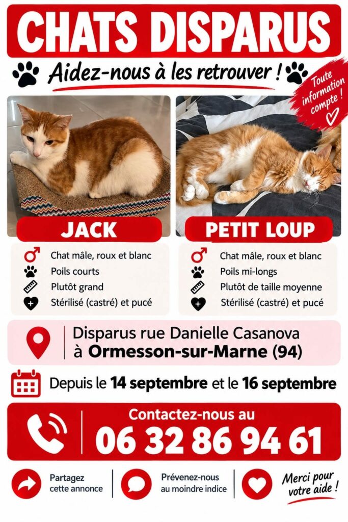 Chat perdu — Petit Loup — Ormesson-sur-Marne (16/09/2026), signalement, Caresses de Chat 94
