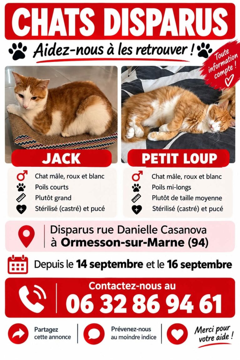 Chat perdu — Petit Loup — Ormesson-sur-Marne (16/09/2026)