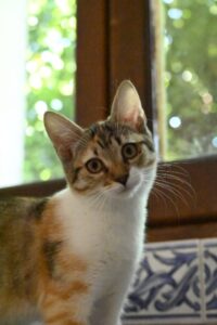 Aby, chat adopté par Caresses de Chat 94