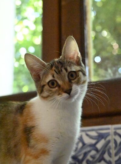 Aby, chat à l’adoption — Caresses de Chat 94 (Saint-Maur-des-Fossés, 94)