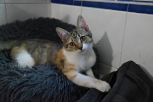 Aby, chat adopté par Caresses de Chat 94