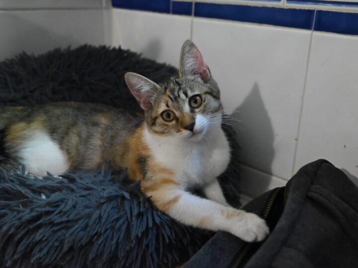 Aby, chat à l’adoption — Caresses de Chat 94 (Saint-Maur-des-Fossés, 94)