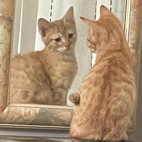 Achille, chat adopté par Caresses de Chat 94