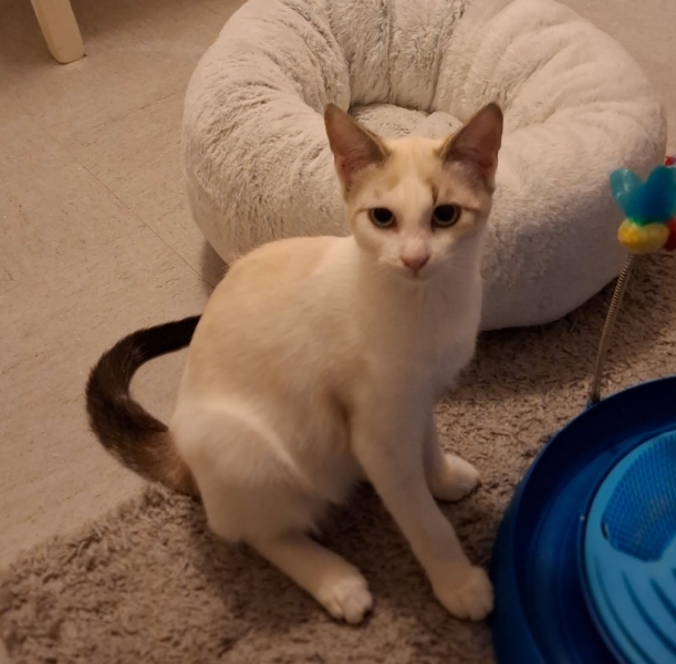 Alix, chat adopté par Caresses de Chat 94