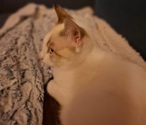 Alix, chat adopté par Caresses de Chat 94