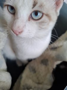 Alix, chat adopté par Caresses de Chat 94