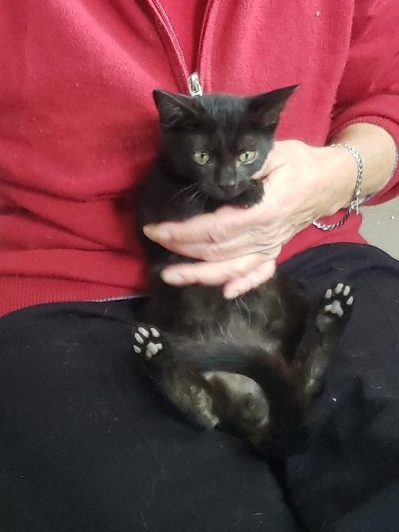 Amigo, chat adopté par Caresses de Chat 94