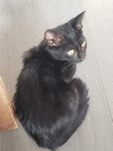 Amigo, chat adopté par Caresses de Chat 94