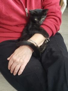 Amigo, chat adopté par Caresses de Chat 94