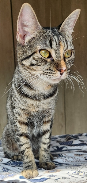 Artemis, chat à l’adoption — Caresses de Chat 94 (Saint-Maur-des-Fossés, 94)